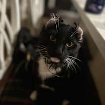 Thumbnail photo of Raikou #3