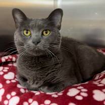 Thumbnail photo of Yoda #1