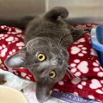 Thumbnail photo of Yoda #2