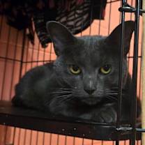 Thumbnail photo of Yoda #3