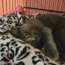 Thumbnail photo of Yoda #4