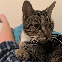 Thumbnail photo of Chai #1