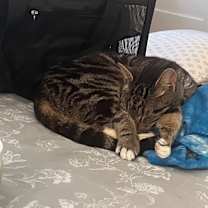 Thumbnail photo of Chai #3