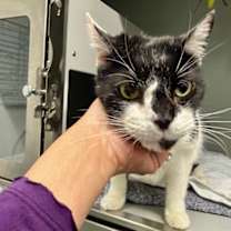 Thumbnail photo of Mikkie #3