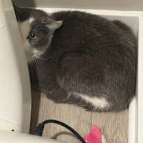 Thumbnail photo of Selena #2