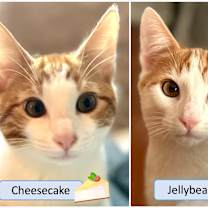 Thumbnail photo of Party Treats Kittens #1