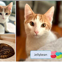 Thumbnail photo of Party Treats Kittens #3