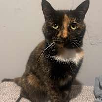 Thumbnail photo of Habibi #1