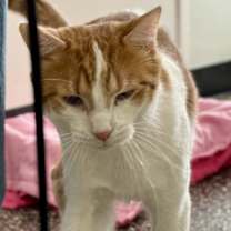 Thumbnail photo of Cedrick #2