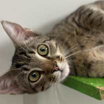 Thumbnail photo of Frost #1