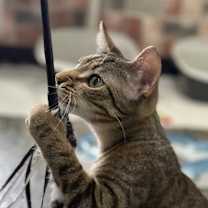 Thumbnail photo of Frost #3