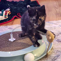 Thumbnail photo of Cindy Lou #2