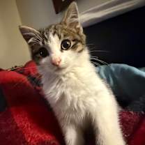 Thumbnail photo of Henry #1