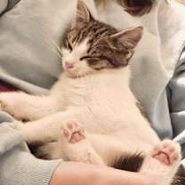 Thumbnail photo of Henry #3