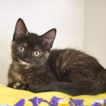 Thumbnail photo of Moose #1