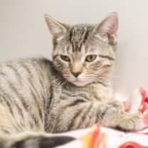 Thumbnail photo of McIntosh Red #1