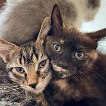 Thumbnail photo of Moose #3