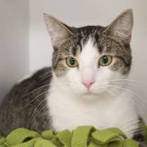 Thumbnail photo of Nevada #2