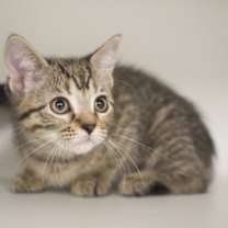 Thumbnail photo of McIntosh Red #3