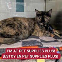 Thumbnail photo of Jazz #1