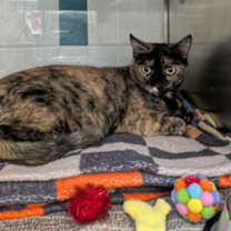 Thumbnail photo of Jazz #2