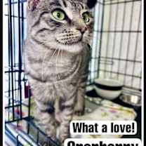 Thumbnail photo of Cranberry (FCID# 11/21/2025 - 106) Willow Grove #1