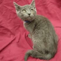 Thumbnail photo of Savage #2