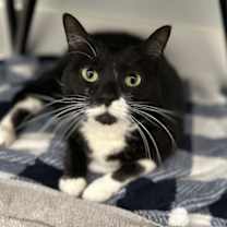 Thumbnail photo of Taffy #1