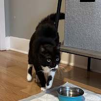 Thumbnail photo of Taffy #2