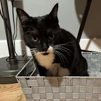 Thumbnail photo of Taffy #3