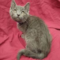 Thumbnail photo of Savage #1