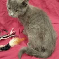 Thumbnail photo of Savage #3