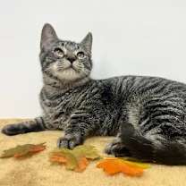 Thumbnail photo of Tillie #2