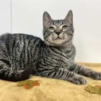 Thumbnail photo of Tillie #3