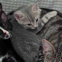 Thumbnail photo of Moonlight #2