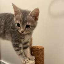 Thumbnail photo of Moonlight #3