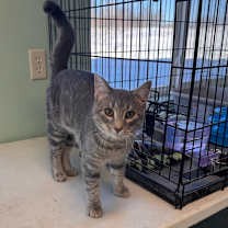 Thumbnail photo of Haise #1