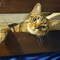 Thumbnail photo of Lizzy #3