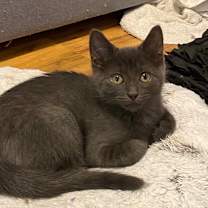 Thumbnail photo of Smokey #2