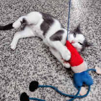 Thumbnail photo of Quack #4