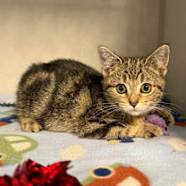 Thumbnail photo of Cargo #1