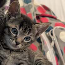 Thumbnail photo of Spidey #1