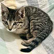 Thumbnail photo of Maddie  #1