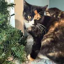 Thumbnail photo of Sugar Beet Bounty 55637 #2