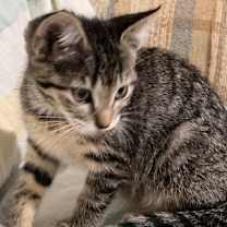 Thumbnail photo of Maddie  #2