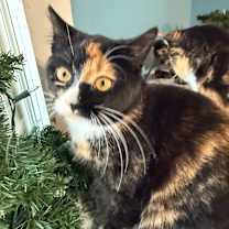 Thumbnail photo of Sugar Beet Bounty 55637 #3