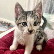 Thumbnail photo of Marky #3