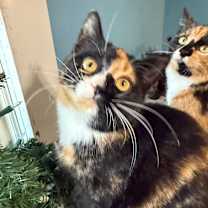 Thumbnail photo of Sugar Beet Bounty 55637 #4