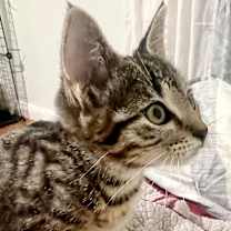 Thumbnail photo of Maddie  #4