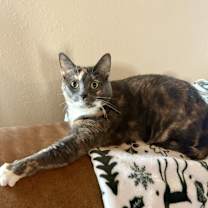 Thumbnail photo of Nala #1